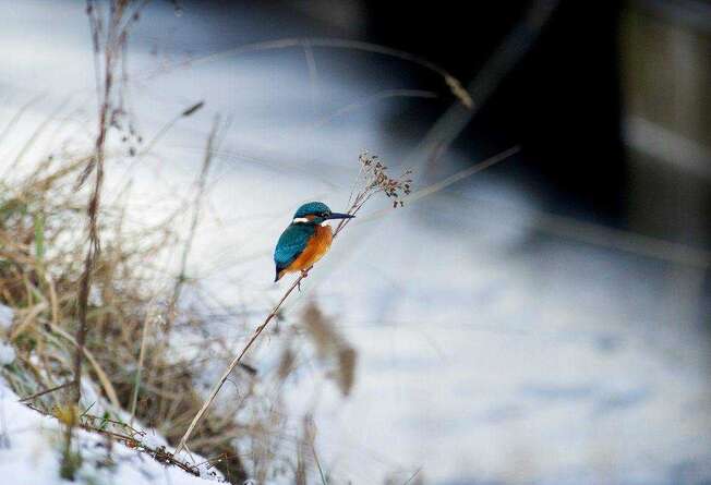 Kingfisher