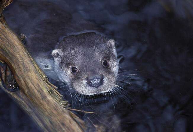 Otter