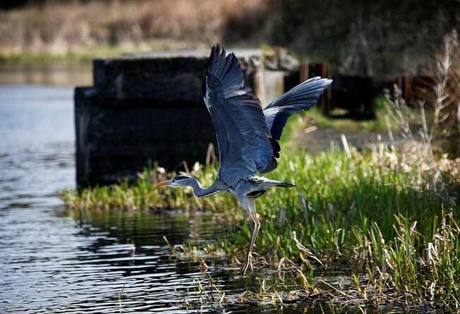 Grey Heron