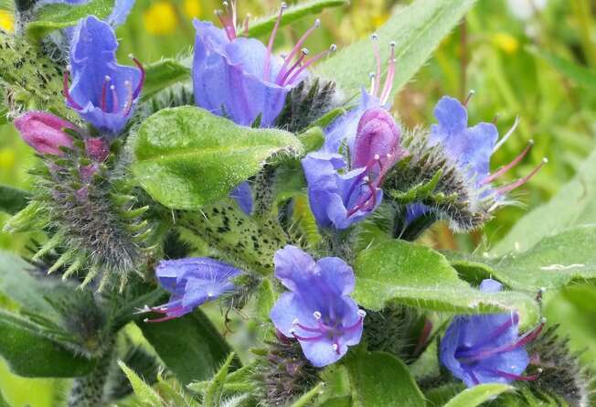 Vipers Bugloss